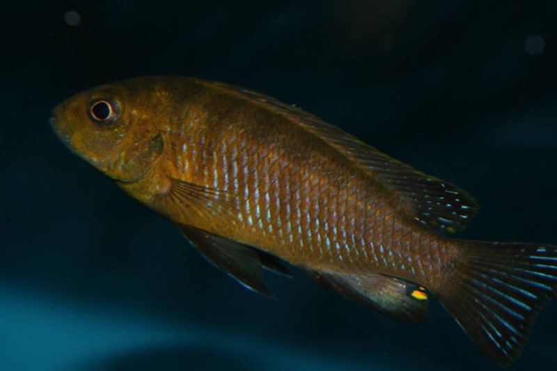 Pseudotropheus sp. 'perspicax hara' Gallireya Reef